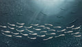 FISH VORTEX BLU ABISSO