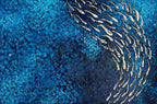 FISH VORTEX MARINE