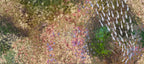 FISH VORTEX LE COSTE - Alessandro Vinci - Quadri Su Commissione